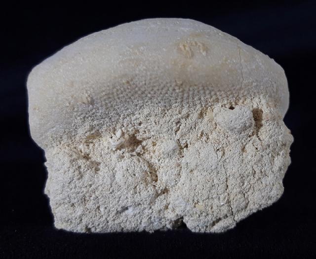 Eupatagus (Oymnopatagus) antillarum (COTTEAU 1875) - Bild &copy; FossNet FossilienStore